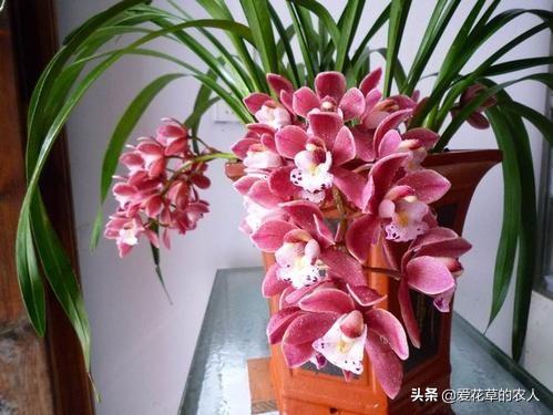 九子大花蕙兰和普通蕙兰:九子大花蕙兰图片 大花蕙兰到底什么时候才能开花？怎么做？