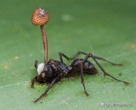 红火蚁有多厉害，作为高危入侵生物，红火蚁到底有多厉害