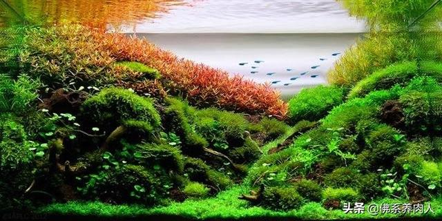 观赏水族疾病防治学:如何做好宠物鱼日常管理和疾病处理？