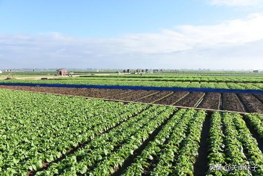 广州红腹锦鸡养殖场:疫情期间，工作难找，回农村搞种植好还是养殖好？