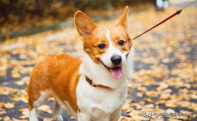 柯基幼犬:2个月柯基幼犬该怎么养？
