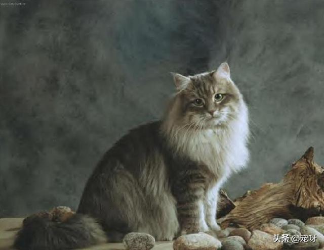 史上最强喵星人:西伯利亚森林猫的战斗力怎么样？有何依据？