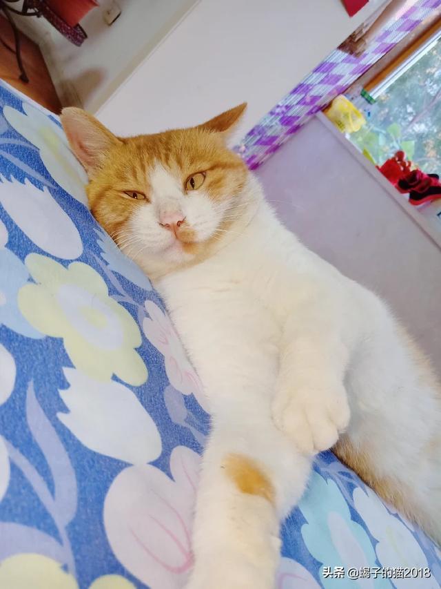 猫咪脾气不好怎么办:猫脾气不好太闹了而且攻击性强，我该怎么改善它的性格？