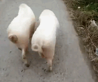 p图达人