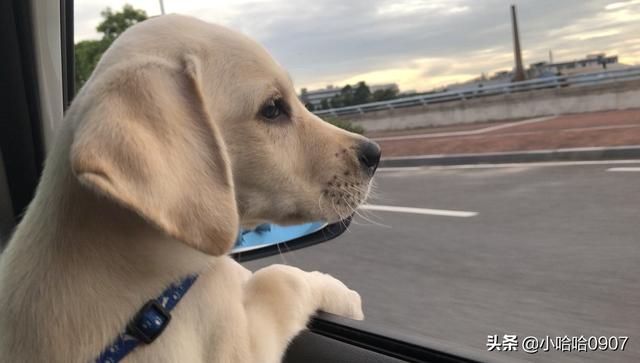 纯种拉布拉多犬:这只拉布拉多纯吗？怎么样？