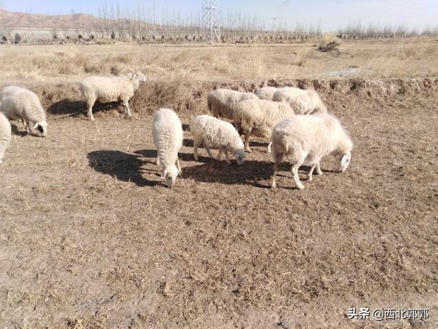 羊能吃动物性饲料么:羊可以全部吃饲料吗 出生半个月的羔羊能吃育肥饲料吗？