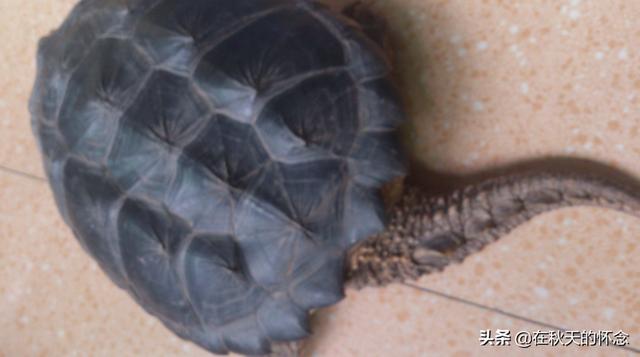 鳄鱼龟论坛:养鳄龟的注意事项都有些什么呢？