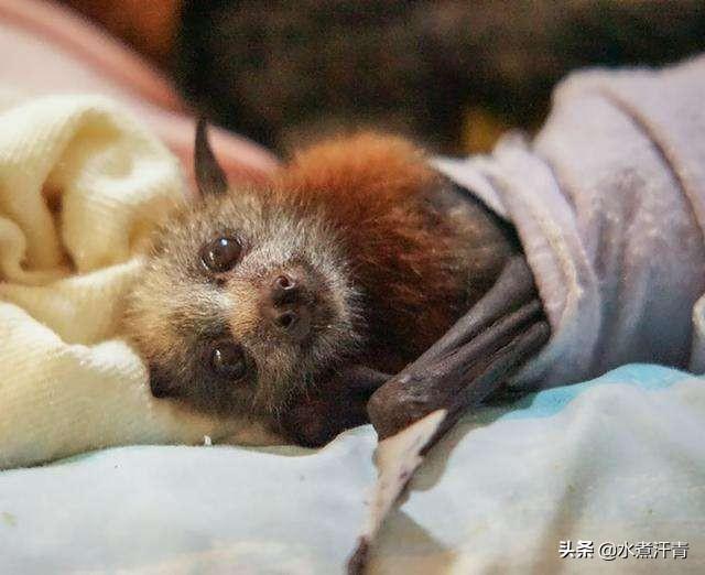 为什么蝙蝠倒挂着睡觉，蝙蝠起源历史是什么真的是老鼠演变过来的吗