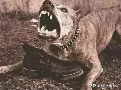 永安里现疯狗咬人素材:被‘疯狗’咬一口，该不该反击？