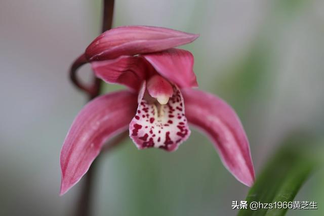 头条问答 怎样把花拍出新意 Hzs1966黄芝生的回答 0赞