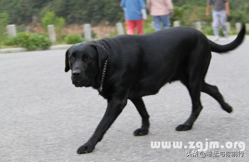 什么狗最忠诚人类:什么品种的狗狗不仅忠诚还很护主？ 狗是人类最忠诚的句子