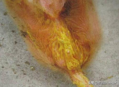 肌肉注射部位:肌肉注射部位定位图片 仔猪刚生出2天腹泻，肌肉注射哪个部位好一点？