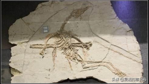 老象虫是什么动物，为什么化石内有的象虫肢体扭曲