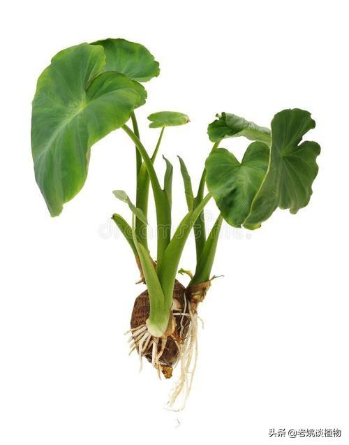 头条问答 - 芋头该怎样吃?它有哪些功效?(老姚谈植物的回答,0赞)
