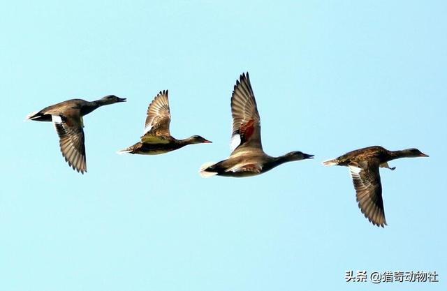 头条问答 为什么鸭子总是一只带队 后面很有秩序地跟着 而鸡就散乱地跑 27个回答