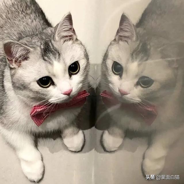 头条问答 猫咪可以自己在家两天一夜吗 如果可以的话需要帮它做些什么 萌面白猫的回答 0赞