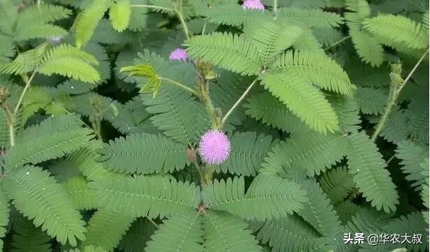 含羞草的特点:含羞草科植物与云实科植物有什么区别？
