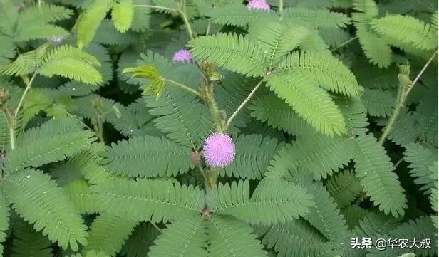 含羞草的特点:含羞草科植物与云实科植物有什么区别？