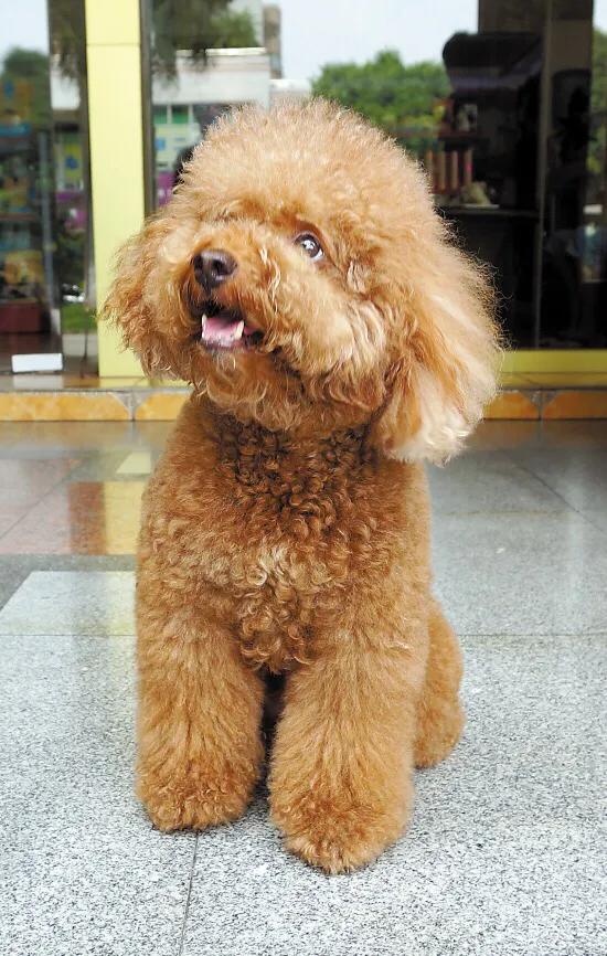 头条问答 贵宾犬不把你放在眼里的时候会有什么表现呢 2个回答