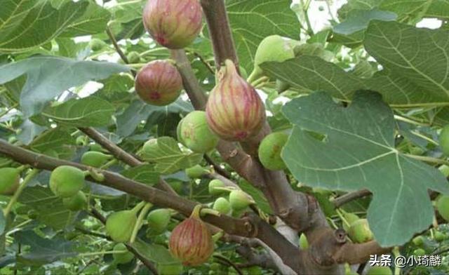 无花果可以活血吗？