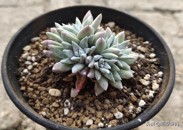 头条问答 多肉白菊什么季节换盆最好 1个回答