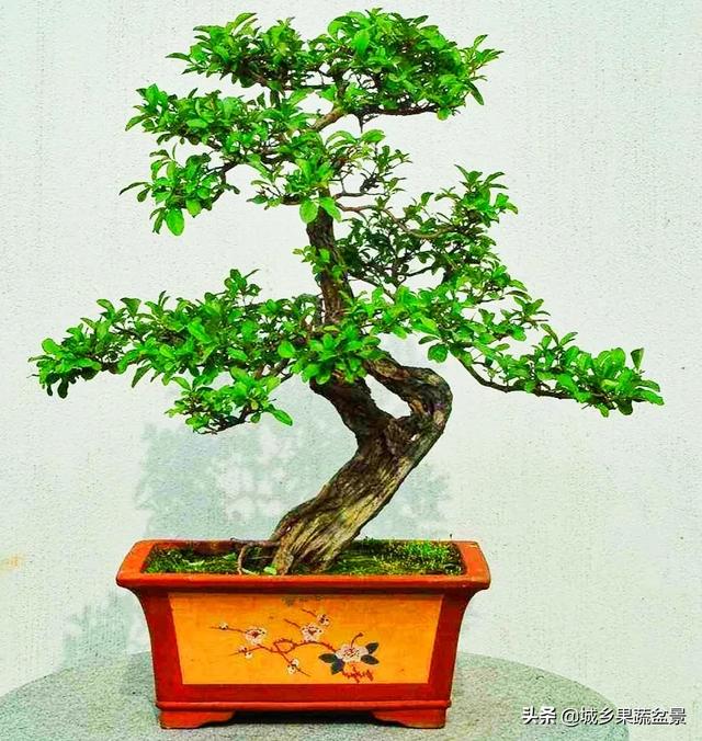 头条问答 - 齿叶冬青盆景怎么养?(城乡果蔬盆景的回答,0赞)