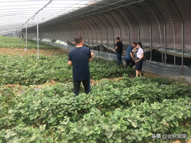 市面上的土豆越来越大，究竟和膨大剂有没有关系？你会吃吗？插图8