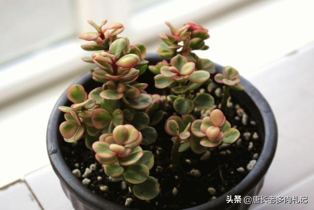 多肉锦化图片王玉珠帘:小雅乐之舞用小盆养好吗？要注意什么？