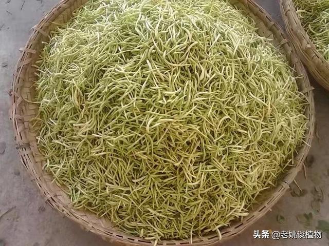 忍冬草是金银花吗:金银花的别名有哪些，它含有什么成分？