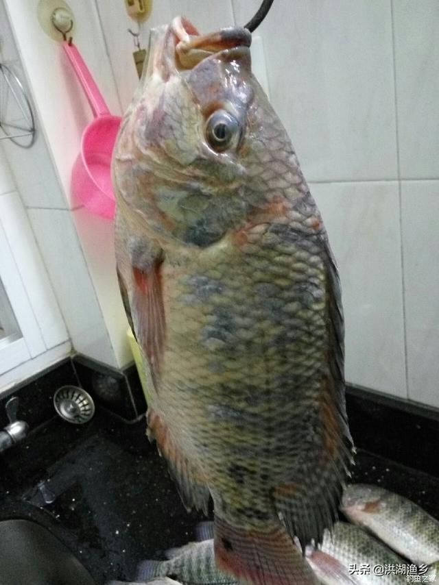 海南淡水鱼养殖:在海南适合做大规模的锦鲤养殖吗？