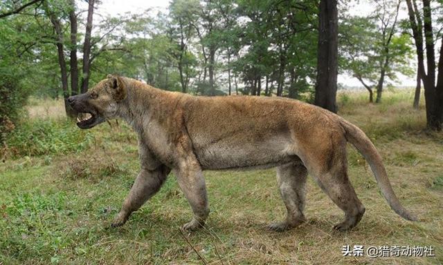 北美灰狼和鬣狗:北美灰狼和鬣狗谁厉害 老虎是猫科动物吗？犬科最强是什么，能打败老虎吗？