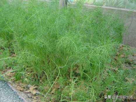 小茴香可以驱蚊子吗？