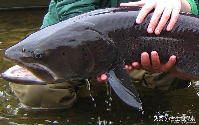 猎塔湖水怪之谜终于得解:四川猎塔湖水怪之谜1 喀纳斯湖大红鱼捕捞不住吗？具体如何？