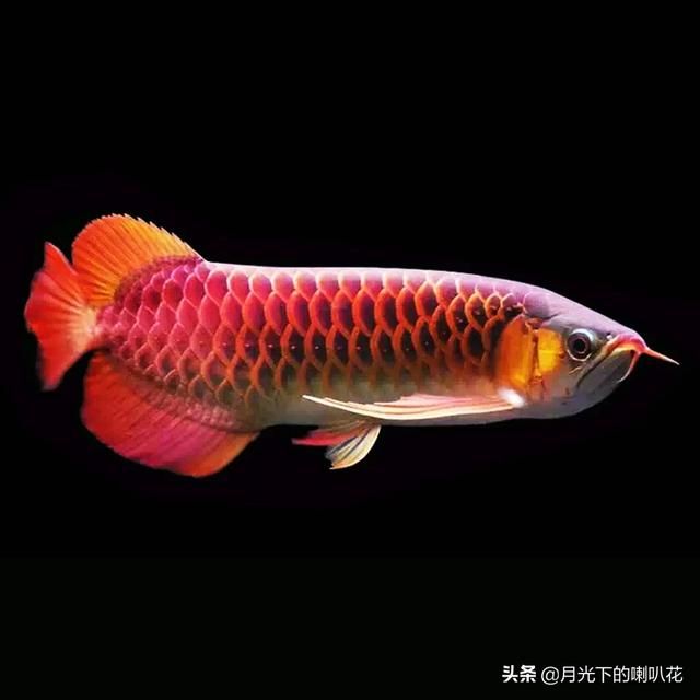 宠物鱼的种类图片和名字:你养过哪些观赏鱼？哪个品种的观赏鱼比较好养？