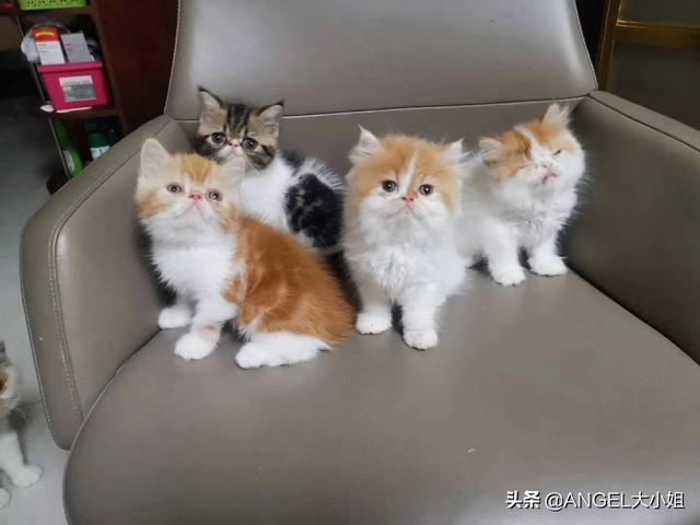 被猫抓了一下轻微破皮要打针吗:被小猫抓破了手上的皮有事吗?