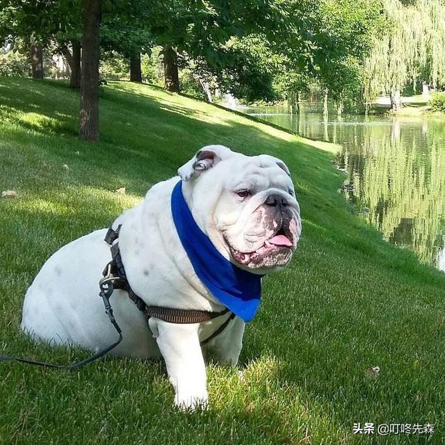 福来恩和拜宠爽:狗狗的体外驱虫药猫咪能用吗？为什么？