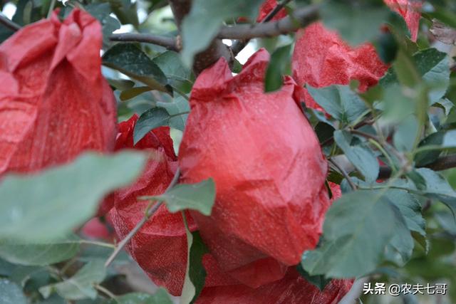 黑色介壳虫怎么根除:根粉介壳虫怎么根除 苹果树的介壳虫爆发了，这个时期该怎么治疗？