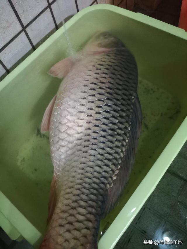 鹤嘴鱼图片:瓦缸养鱼，真真的有意境，大家喜欢吗？