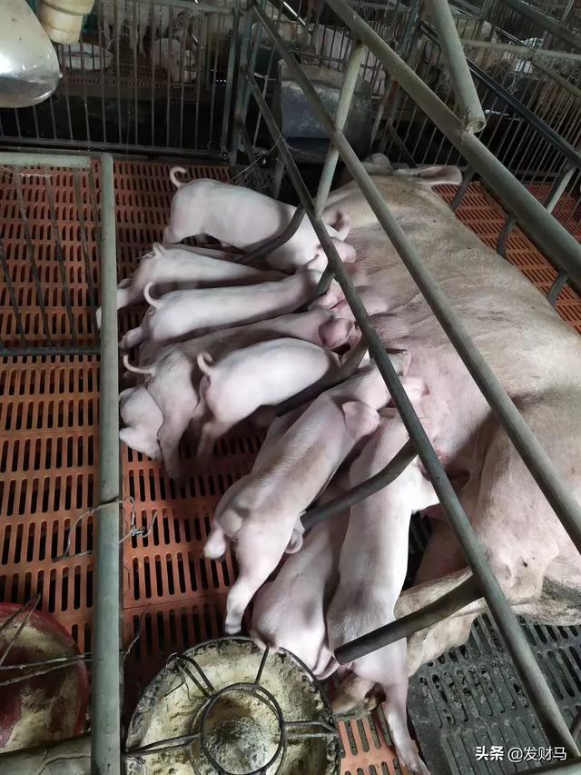 猪传染性胃肠炎:猪传染性胃肠炎怎么治 猪传染性胃肠炎怎么防治？