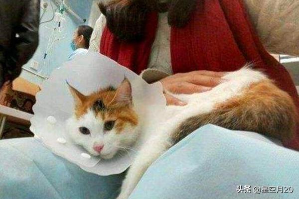 猫咪绝育:猫绝育前和绝育后的注意事项？