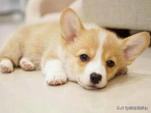 宠物狗的品种及图片柯基:买一只柯基犬需要多少钱？