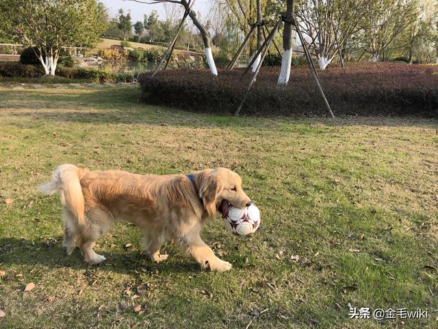 犬冠状病毒病病例:主人得了冠状病毒肺炎被隔离，家里的宠物狗该怎么办？