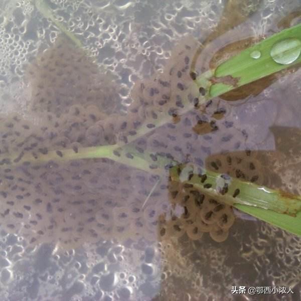 养殖青蛙:什么是无水养殖青蛙模式？