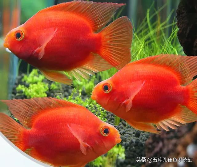 水质稳定剂用法:怎么让水草缸底长满水草？