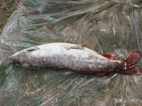 老头鱼酱豆腐:老头鱼酱豆腐图片 你认为黑龙江省最好吃的鱼是什么鱼？
