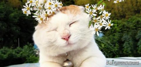 萌猫咪图片:抖音十大网红猫，第一简直成精了？