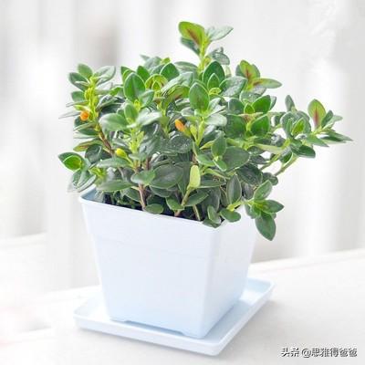 金鱼图片大全:金鱼吊兰用什么花盆好看？