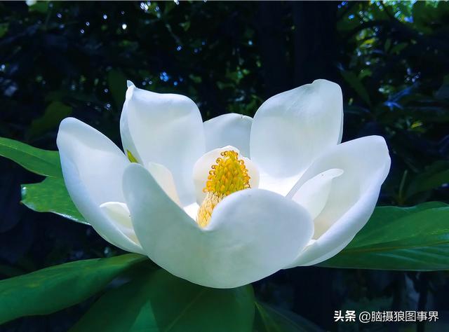 入门“残幅” “狗头”，真的能拍出质感通透的大片吗