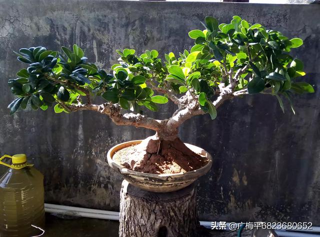 你有没有亲手栽种的盆景花草可否晒一晒