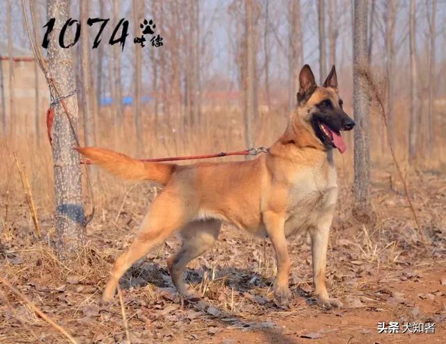 昆明犬价格:怎么挑选一只优秀的昆明犬？